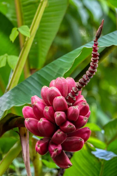 Červená Parta Malých Nezralých Syrových Divokých Banánů Fortuna Arenal Kostarika — Stock fotografie