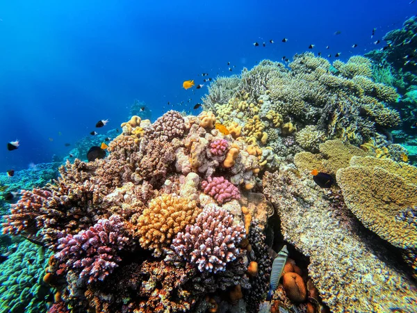 Koralowiec Rafie Morzu Czerwonym Fantastyczne Kolory Pod Wodą Marsa Alam — Zdjęcie stockowe