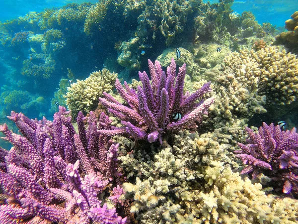 Corallo Sulla Barriera Corallina Nel Mare Rosso Colori Fantastici Sott — Foto Stock