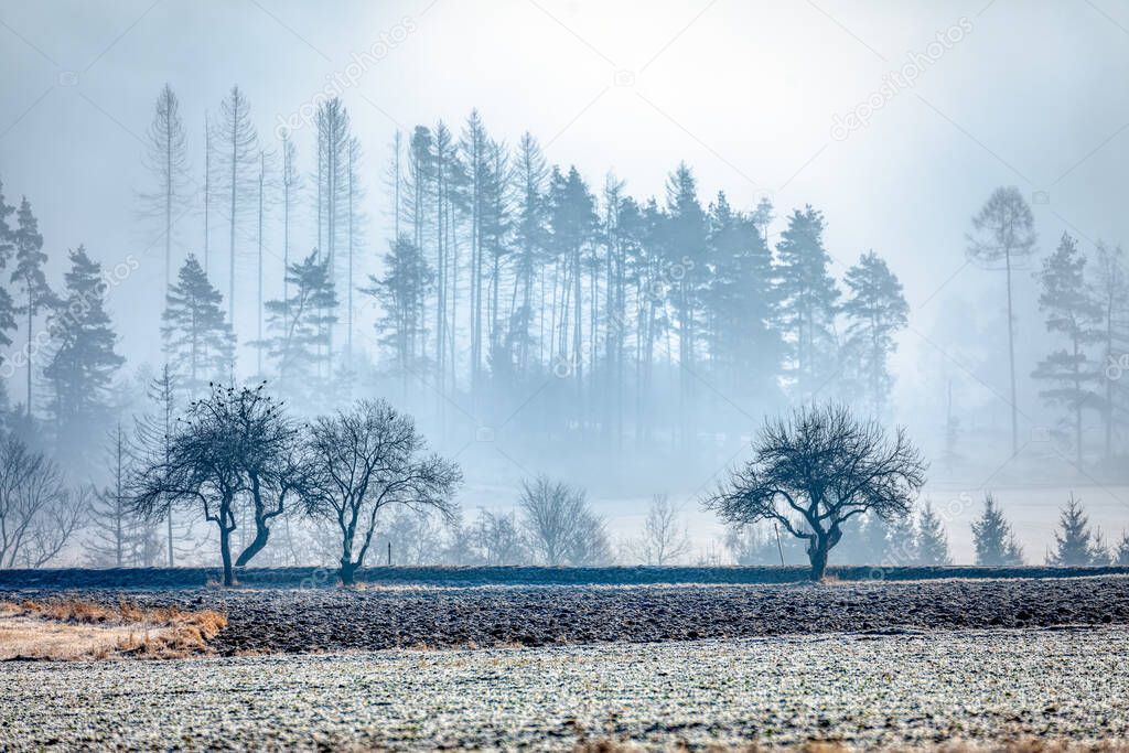 Winter misty and foggy country landscape with a tree silhouette on a fog at sunrise, rural countryside, Vysocina region Czech Republic