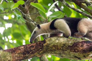 Kuzey Tamandua (Tamandua mexicana), ağaç tepesinde karınca yiyen, Tortuguero Cero, Kosta Rika vahşi yaşamı
