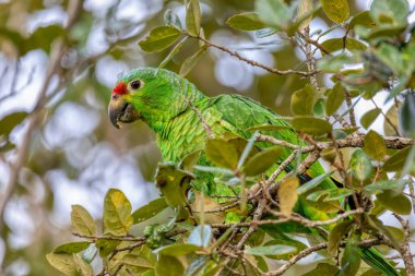 Kırmızı lorlu Amazon (Amazona autumnalis), papağangiller (Cervidae) familyasından bir papağan türüdür..