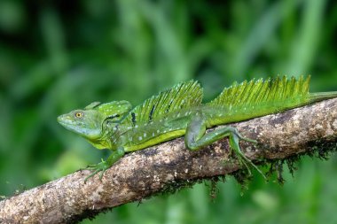 Plumed green basilisk (Basiliscus plumifrons), dal üzerinde oturmaktadır. Refugio de Vida Silvestre Cano Negro, Kosta Rika Vahşi Hayatı.