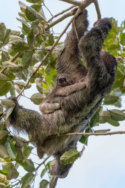 Ağacın tepesinde asılı bebek, La Fortuna, Kosta Rika vahşi yaşamı ile soluk boğazlı tembel hayvan (Bradypus tridactylus) dişisi