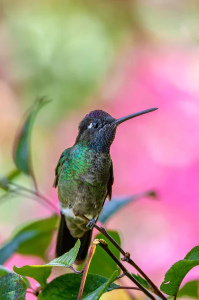 Violet Headed Hummingbird Klais Guimeti Beautiful Bird San Gerardo Dota — 图库照片