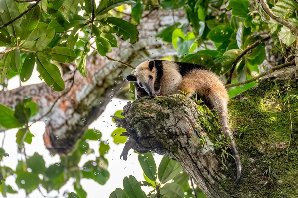 Northern Tamandua Tamandua Mexicana Anteater Bee Attack Climbing Tree Top — Stock Photo, Image