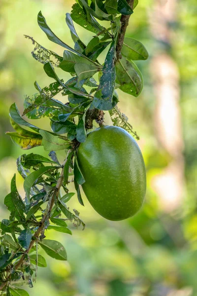 Calabash Tree Crescentia Cujete Con Grande Frutto Verde Che Può — Foto Stock