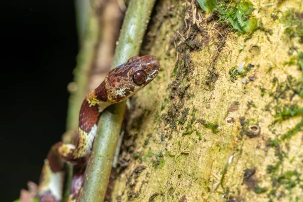 Kleiner Nachtaktiver Schneckenfresser Sibon Annulatus Tortuguero Tierwelt Costa Ricas — Stockfoto