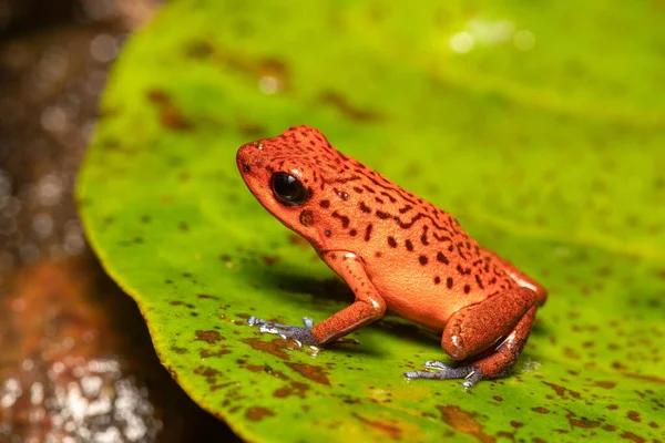 Rana Venenosa Dardo Fresa Oophaga Pumilio Anteriormente Dendrobates Pumilio Especie — Foto de Stock