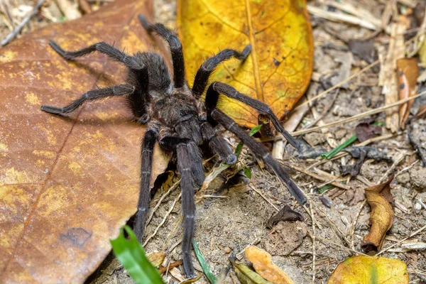 Büyük Korkunç Bir Tehlike Olan Tarantula Örümceği Gece Yerde Yürüyor — Stok fotoğraf