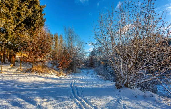 Paesaggio Forestale Con Sentiero Rurale Albero Coperto Neve Bianca Repubblica — Foto Stock