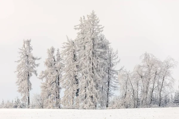 Skogslandskap Vintersemester Tema Gran Täckt Vit Snö Tjeckien Vysocina Region — Stockfoto