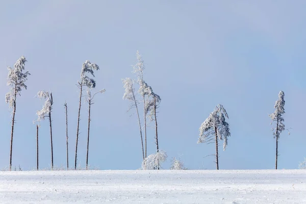 部分毁林森林景观 冬季主题 白雪覆盖的云杉树捷克共和国 Vysocina地区高地 — 图库照片