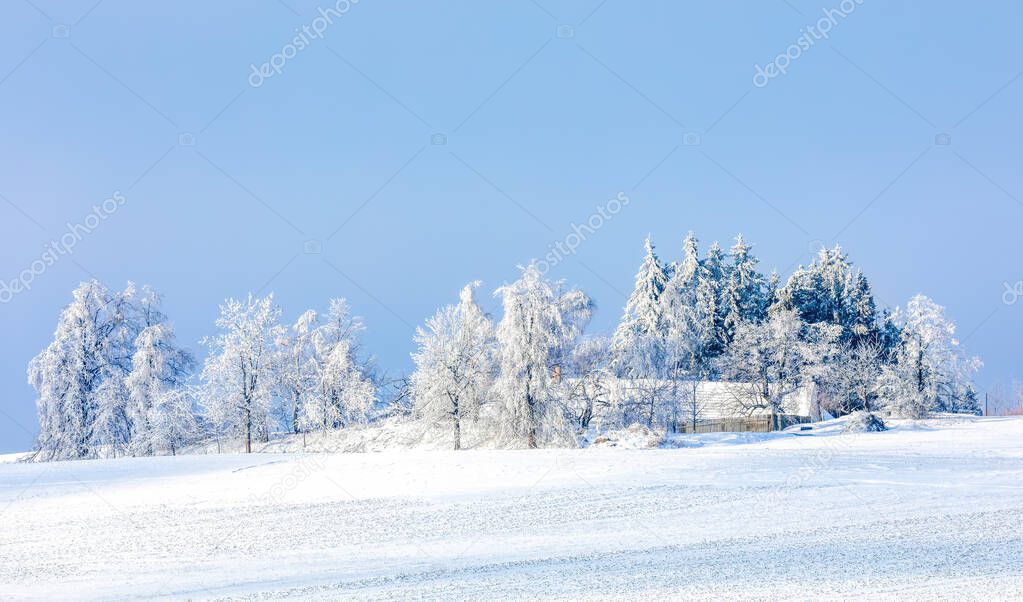Tree covered by white snow Czech Republic, Vysocina region highland