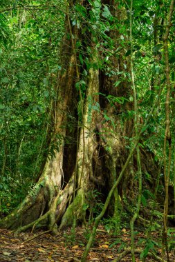 Yoğun tropikal yağmur ormanlarında ağaç ve gövdeler, görkemli bir ağaç, Parque Nacional Manuel Antonio, Kosta Rika vahşi doğası
