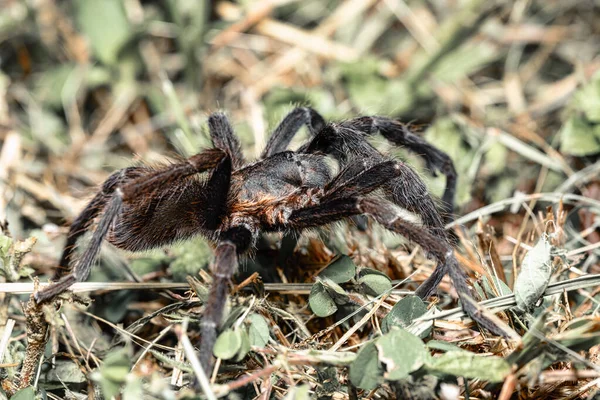 Grande Aranha Tarântula Assustador Andando Caçando Chão Noite Tarântula Sericopelma — Fotografia de Stock