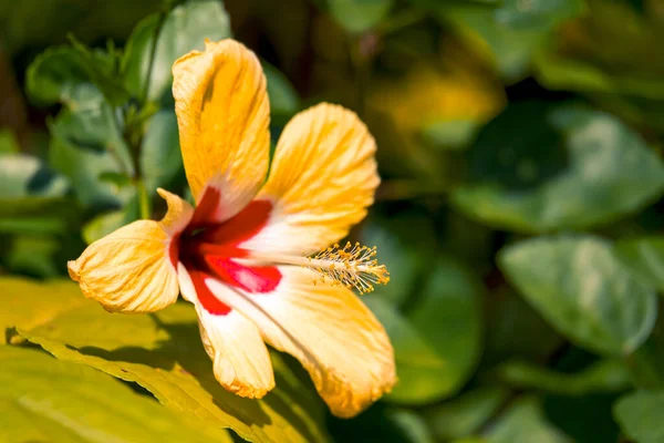 Zbliżenie Piękny Duży Żółty Kwiat Hibiskus Czerwonym Środkiem Zielonymi Liśćmi — Zdjęcie stockowe