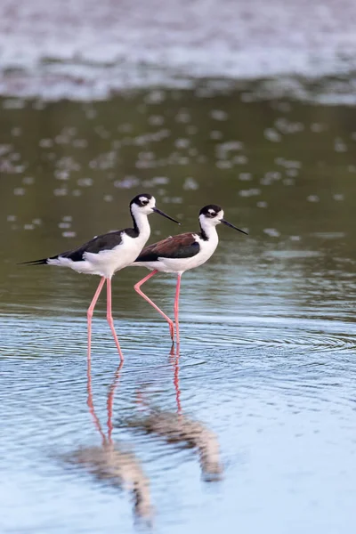 Palafita Pescoço Preto Himantopus Mexicanus Uma Ave Costeira Das Zonas — Fotografia de Stock