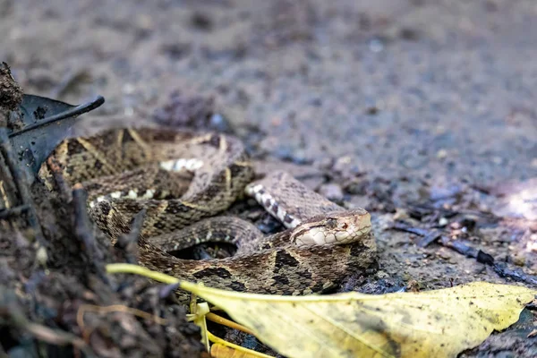 Nebezpečí Smrtící Jedovatý Had Terciopelo Bothrops Asper Odpočívající Blízkosti Turistické — Stock fotografie