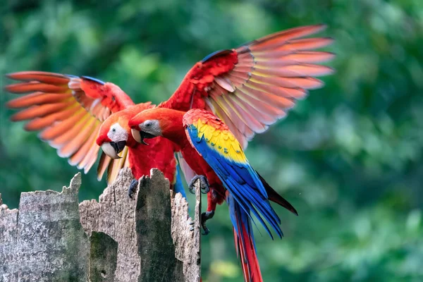 Scarlet Macaw Ara Macao Ζευγάρι Που Κάθεται Στην Είσοδο Της — Φωτογραφία Αρχείου