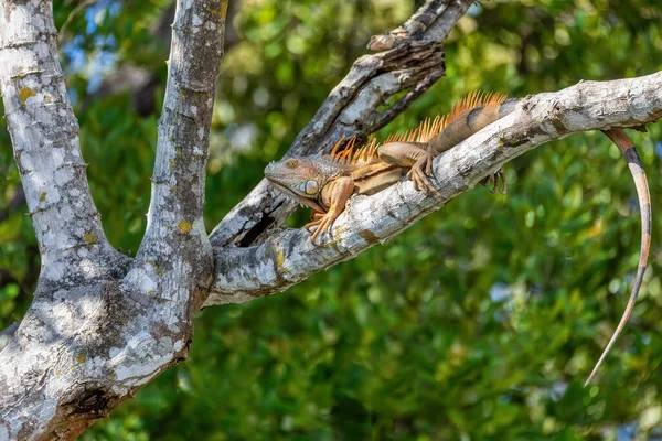 Iguana Verde Iguana Iguana Descansando Sobre Árbol Selva Tropical Río — Foto de Stock