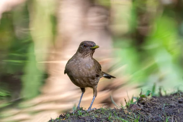 Uccello Tordo Color Argilla Turdus Grayi Alla Ricerca Cibo Terra — Foto Stock