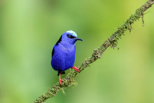 Aves Pequeñas Mielero Patas Rojas Cyanerpes Cyaneus Fortuna Volcán Arenal — Foto de Stock