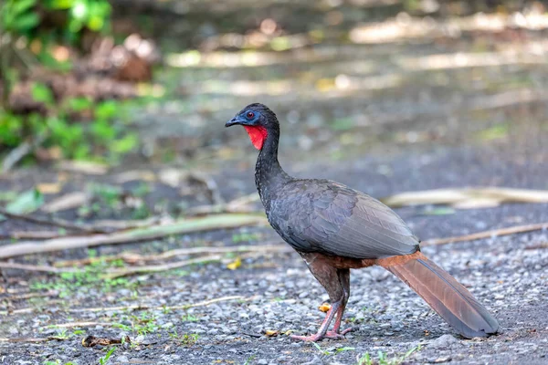 Kammguan Penelope Purpurascens Regenwald Fortuna Vulkan Arenal Tier Und Vogelbeobachtung — Stockfoto