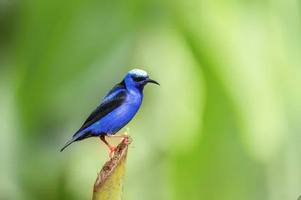 Маленький Птах Червононононононогий Cyanerpes Cyaneus Fortuna Volcano Arenal Wildlife Birdwatch — стокове фото