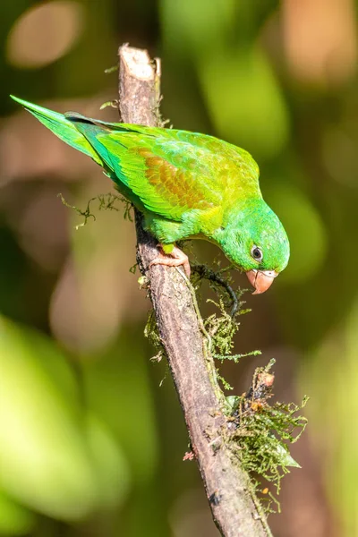 Small Green Parrot Brotogeris Jugularis Tirika Tovi Fortuna Volcano Arenal — Stock Photo, Image