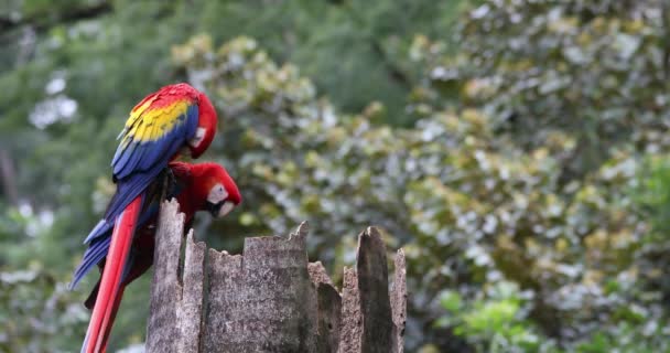 Scarlet macaw, Ara macao, Quepos Κόστα Ρίκα. — Αρχείο Βίντεο