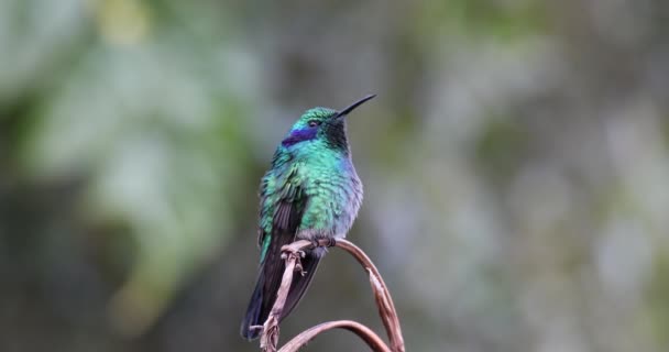 Kolibri med violett huvud, Klais guimeti, San Gerardo de Dota, Costa Rica. — Stockvideo