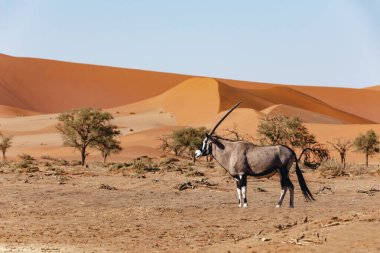 Namib Çölünde, Namibya 'da, Afrika' da ve vahşi doğada, Ölü Vlei arazisinin önündeki antilop antilobu.