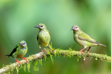 Kırmızı bacaklı bal sürüngeni (Cyanerpes siyaneus), La Fortuna, Volcano Arenal, Kosta Rika 'da vahşi yaşam ve kuş gözlemciliği.