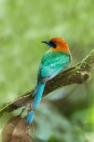 Brede Motmot Electron Platyrhynchum Mooie Gekleurde Vogel Een Tak Fortuna — Stockfoto