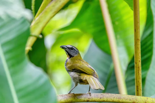 Buff Throated Saltator Saltator Maximus Exotic Bird Sitting Branch Green — Stock Photo, Image