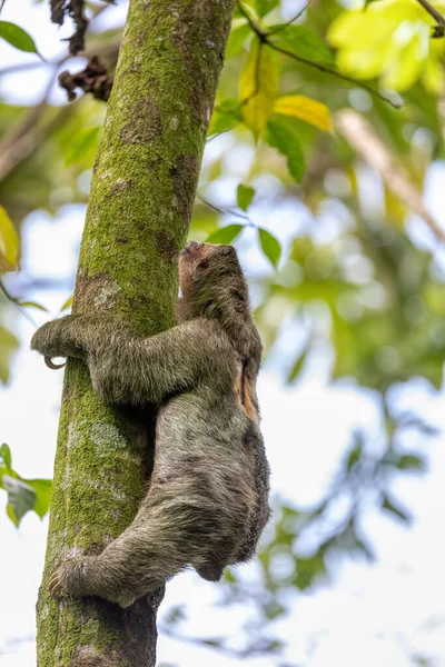 Bledé Hrdlo Lenochoda Bradypus Tridactylus Šplhání Vrchol Stromu Fortuna Kostarika — Stock fotografie