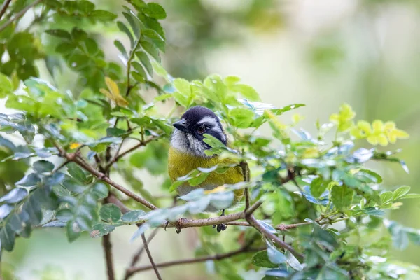 Sooty Capped Bush Tanager Chlorospingus Pileatus Perched Branch Rainforests San — Stock Photo, Image