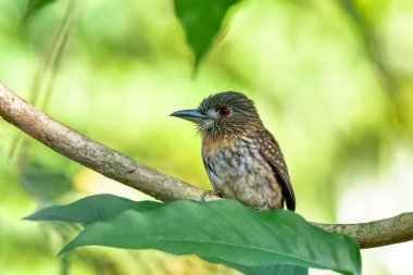 Kuş Bıyıklı Puffbird (Malacoptila panamensis), Carara Ulusal Parkı - Tarcoles, Vahşi Yaşam ve Kosta Rika 'da kuş izleme.