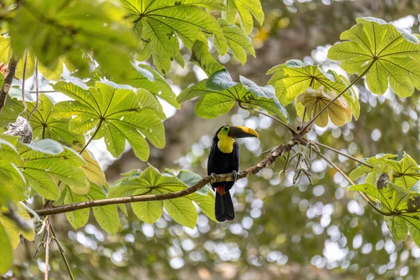 Duży Piękny Ptak Tukan Żółtogardły Ramphastos Ambiguus Siedzący Drzewie Naturalnym — Zdjęcie stockowe