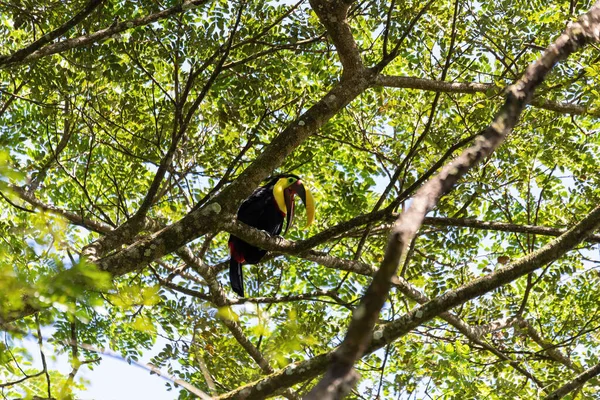 Grote Prachtige Vogel Geelkeeltoekan Ramphastos Ambiguus Boom Natuurlijke Habitat Carara — Stockfoto