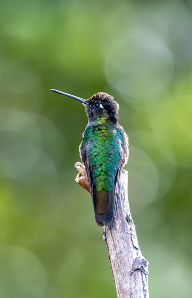 Beija Flor Cabeça Violeta Klais Guimeti Bela Ave San Gerardo — Fotografia de Stock