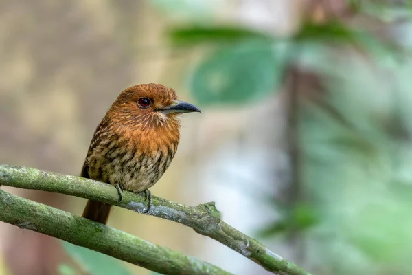 Pird White Whiskered Puffbird Malacoptila Panamensis Carara National Park Tarcoles — стоковое фото