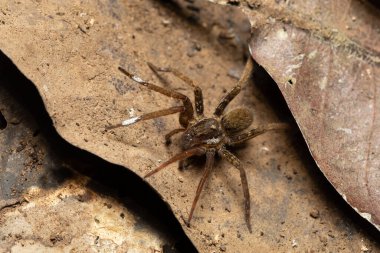 Ctenidae ailesinden Gezgin Örümcek. Zehirli gece avcıları yağmur ormanlarında karada. Carara Ulusal Parkı - Tarcoles, Kosta Rika Vahşi Hayatı.
