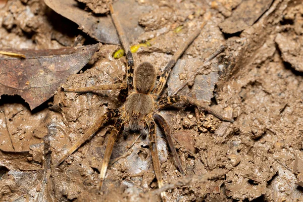 Female Fishing Spider Ancylometes Rufus Genus Semiaquatic Wandering Spiders Venomous — Stock Photo, Image