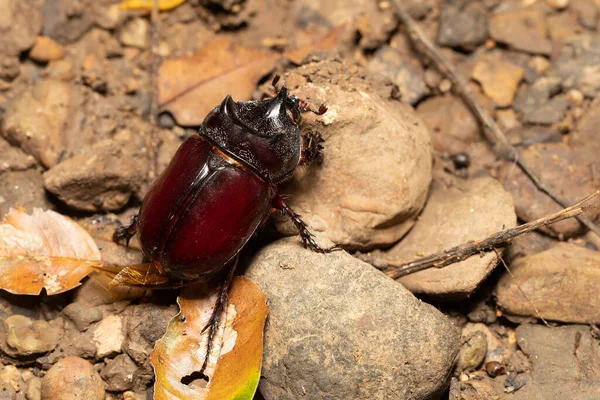 딱정벌레 풍뎅이는 코뿔소 풍뎅이의 일종으로 코스타리카의 카라라 공원에 벌레이다 콜로스 — 스톡 사진