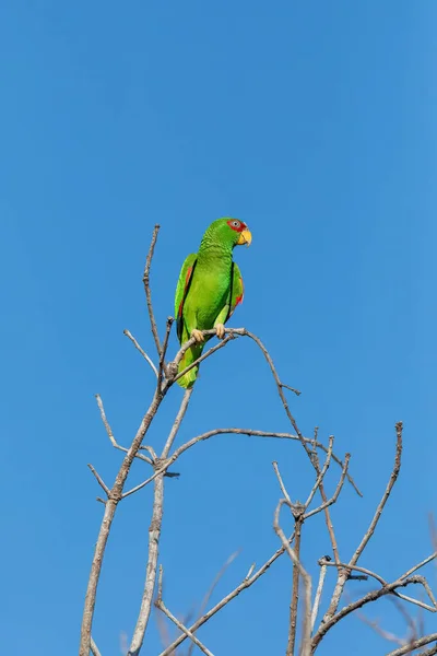 Amazonas Frentes Brancas Amazona Albifrons Também Conhecido Como Papagaio Frentes — Fotografia de Stock
