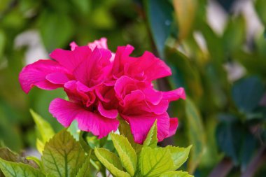 Bahçede açan güzel tropikal kırmızı Bougainvillea çiçeği Etiyopya doğası, Afrika