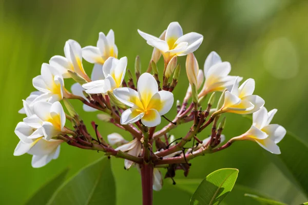 Weiße Plumeria Blume Mit Seichtem Fokus Naturgarten Nicht Einheimische Aber — Stockfoto