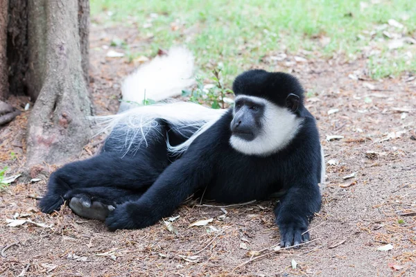 Siyah Beyaz Maymun Mantled Guereza Colobus Guereza Awassa Gölü Yakınlarındaki — Stok fotoğraf